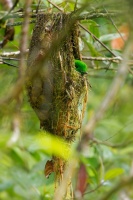 Lobos cernohrdly - Calyptomena whiteheadi - Whiteheads Broadbill o4132